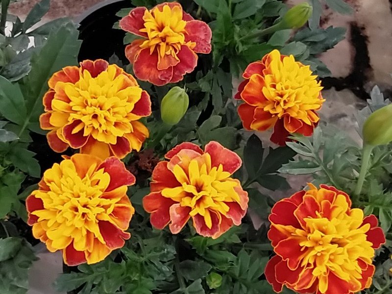 Oranž-kollane madal peiulill ehk tageetes